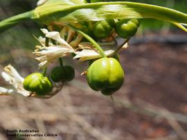   Fruits:   Calostemma luteum ; Photo by South Australian Seed Conservation Centre, used with permission 
